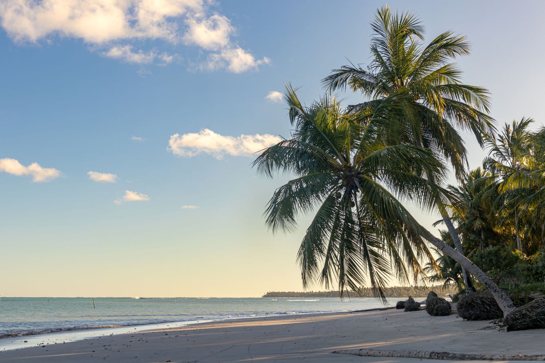 Scenic view of a tranquil beach with palm trees at São Miguel dos Milagres, Alagoas, Brazil. Perfect summer escape.