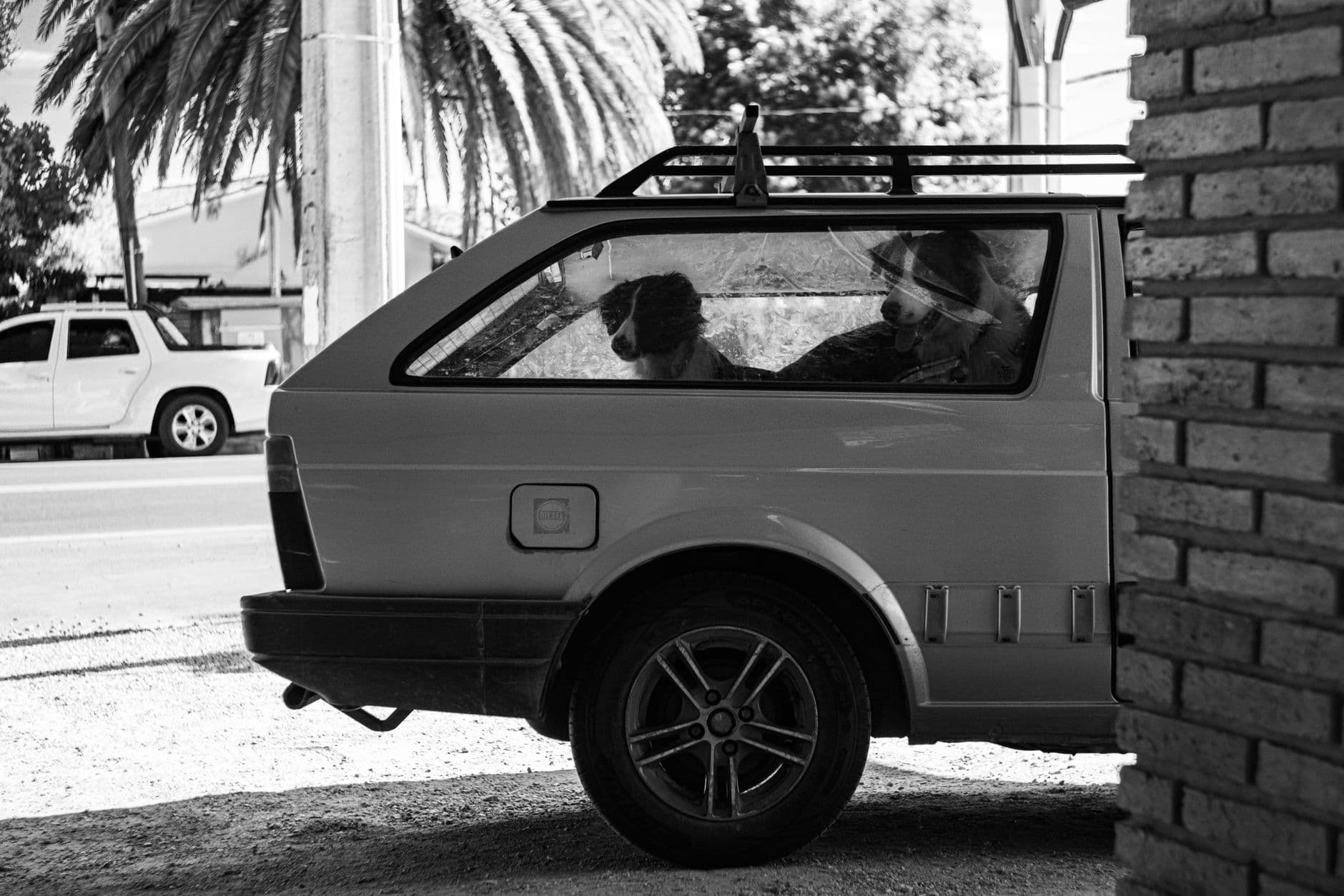 Two Border Collies sit inside a vintage car in Las Flores, Uruguay.