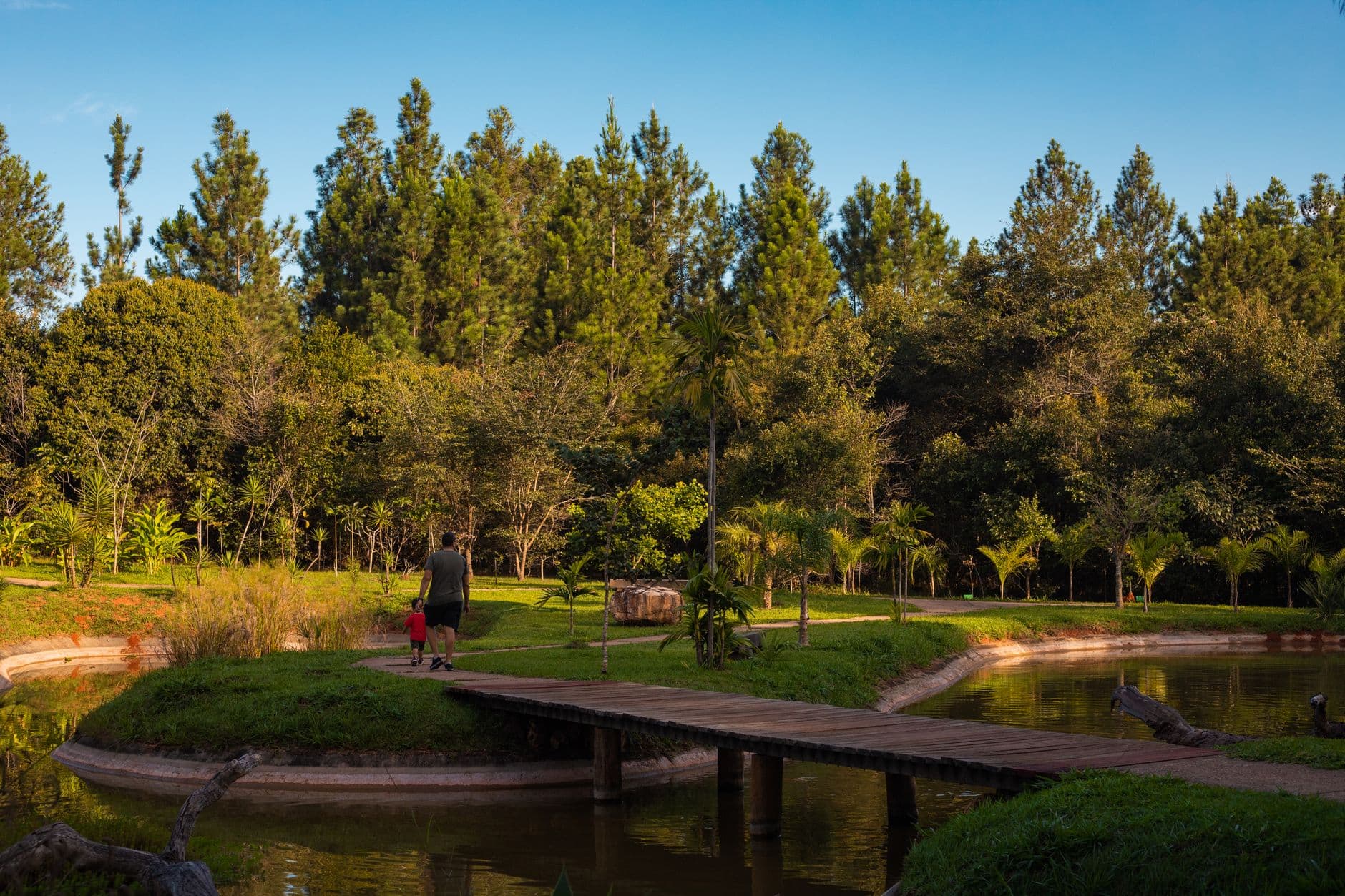 A father and son enjoying a walk on a wooden bridge surrounded by lush greenery in a park setting.