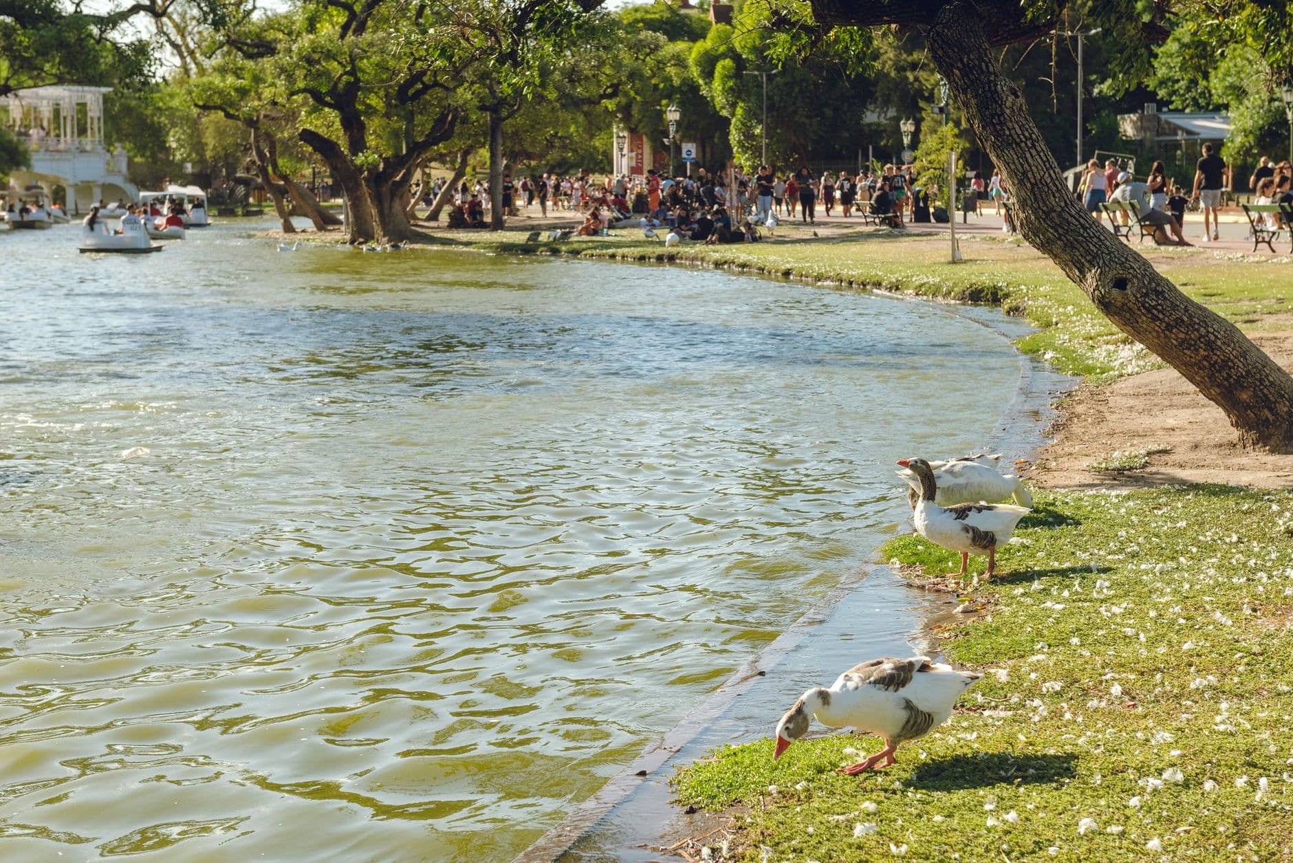 A tranquil scene of ducks by a lake in Buenos Aires park with paddleboats and trees.
