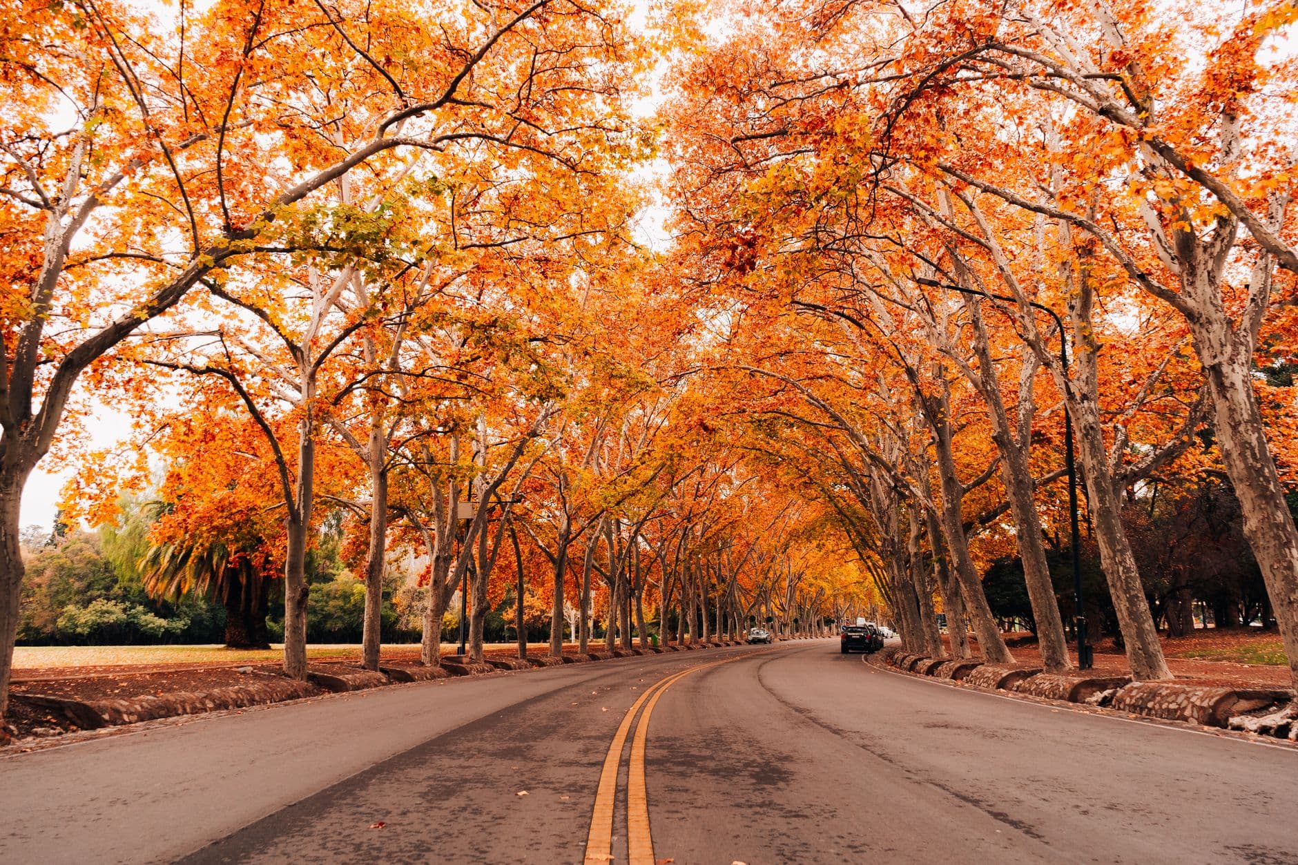 Enchanting autumn scene with vibrant orange leaves lining a serene avenue in Mendoza, Argentina.